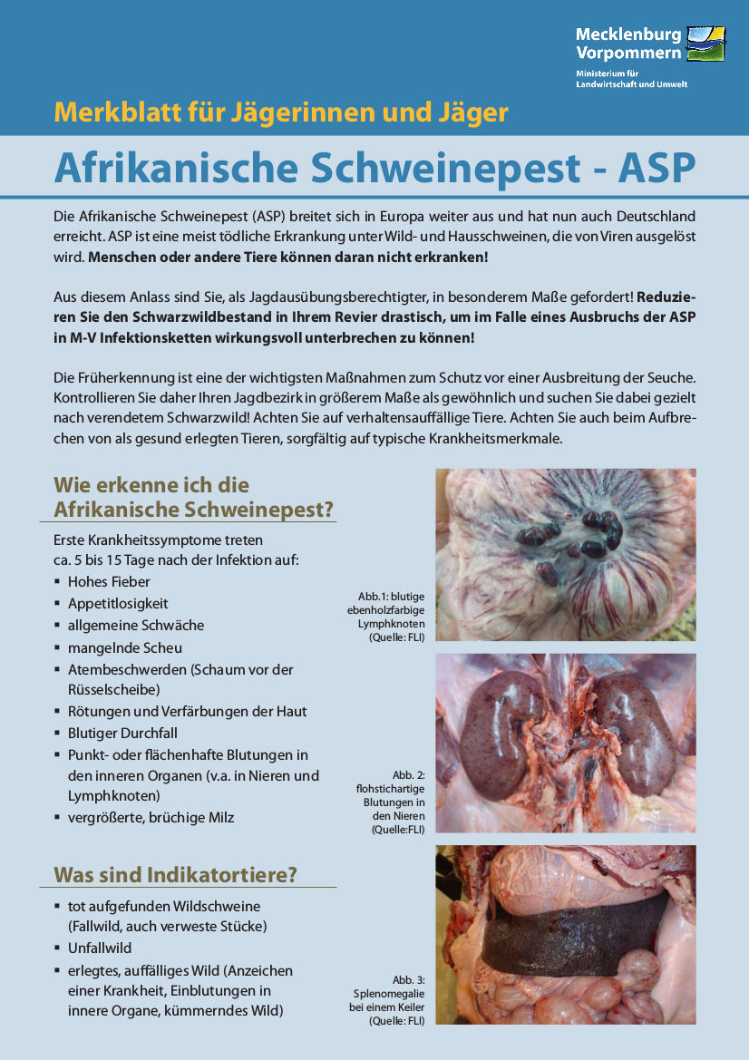 Afrikanische Schweinepest