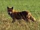 Fuchs