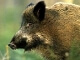 Wildschwein